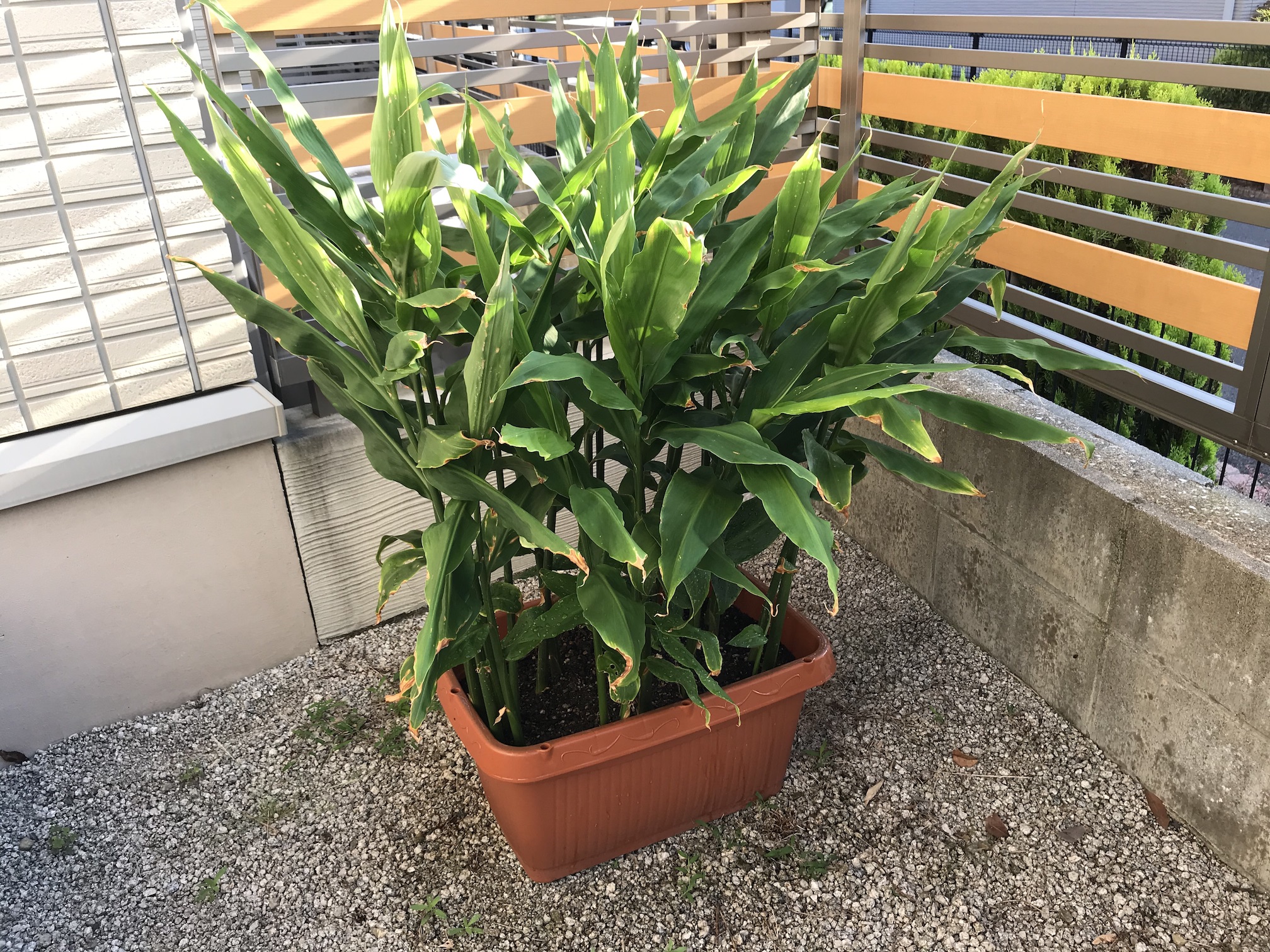 ミョウガのプランター