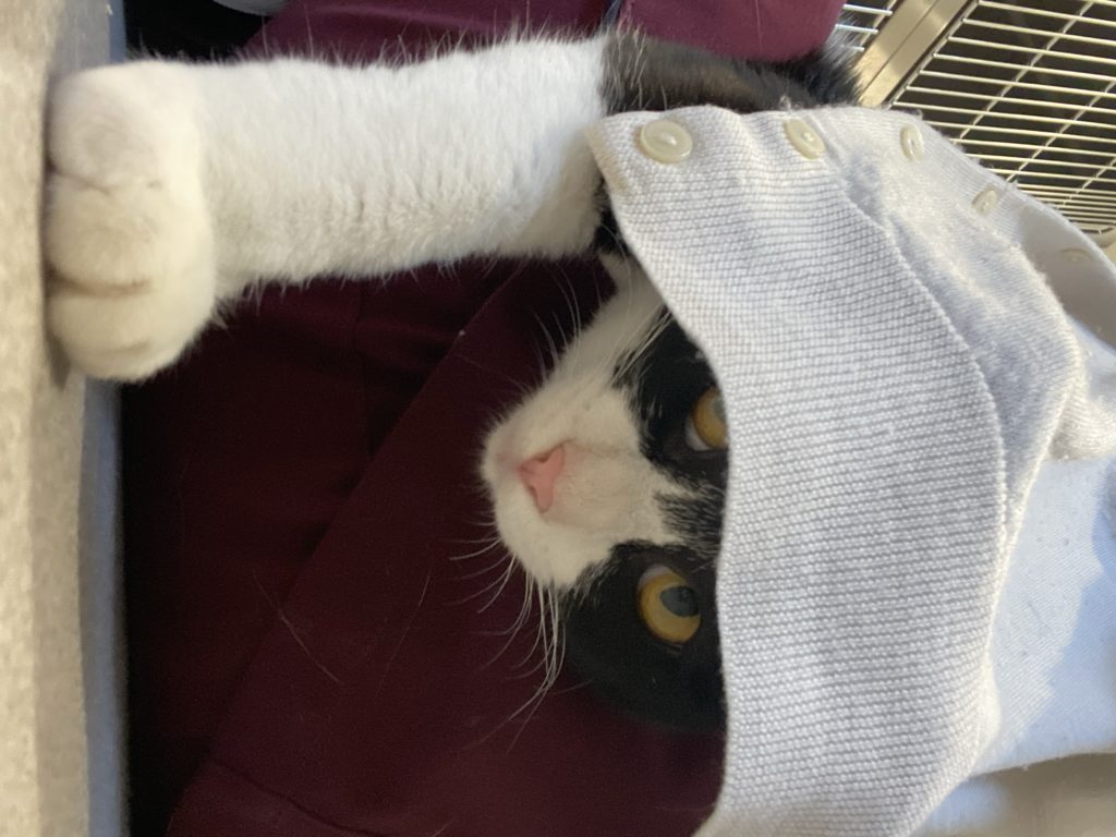 布に包まれている白黒猫