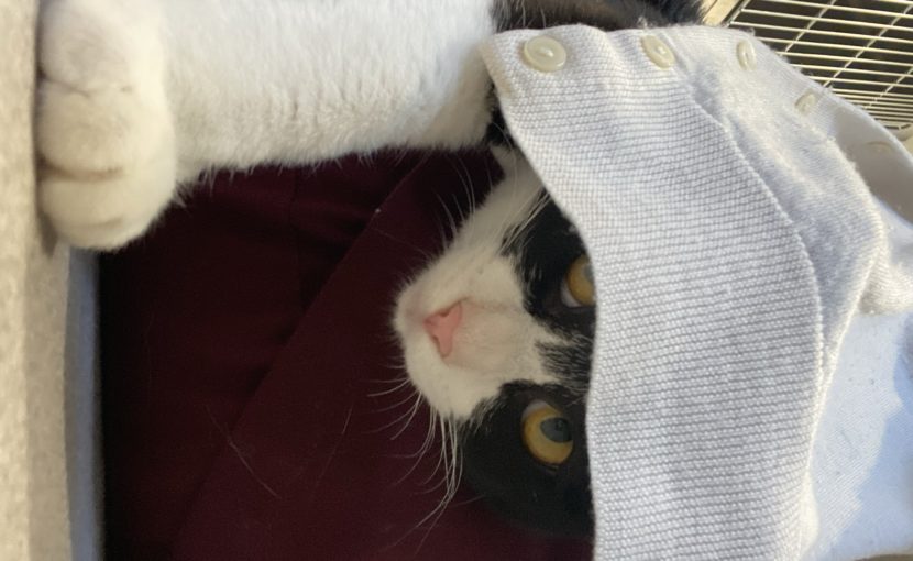 布に包まれている白黒猫