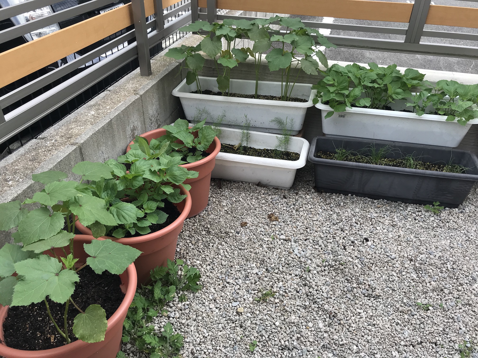 家庭菜園のプランター