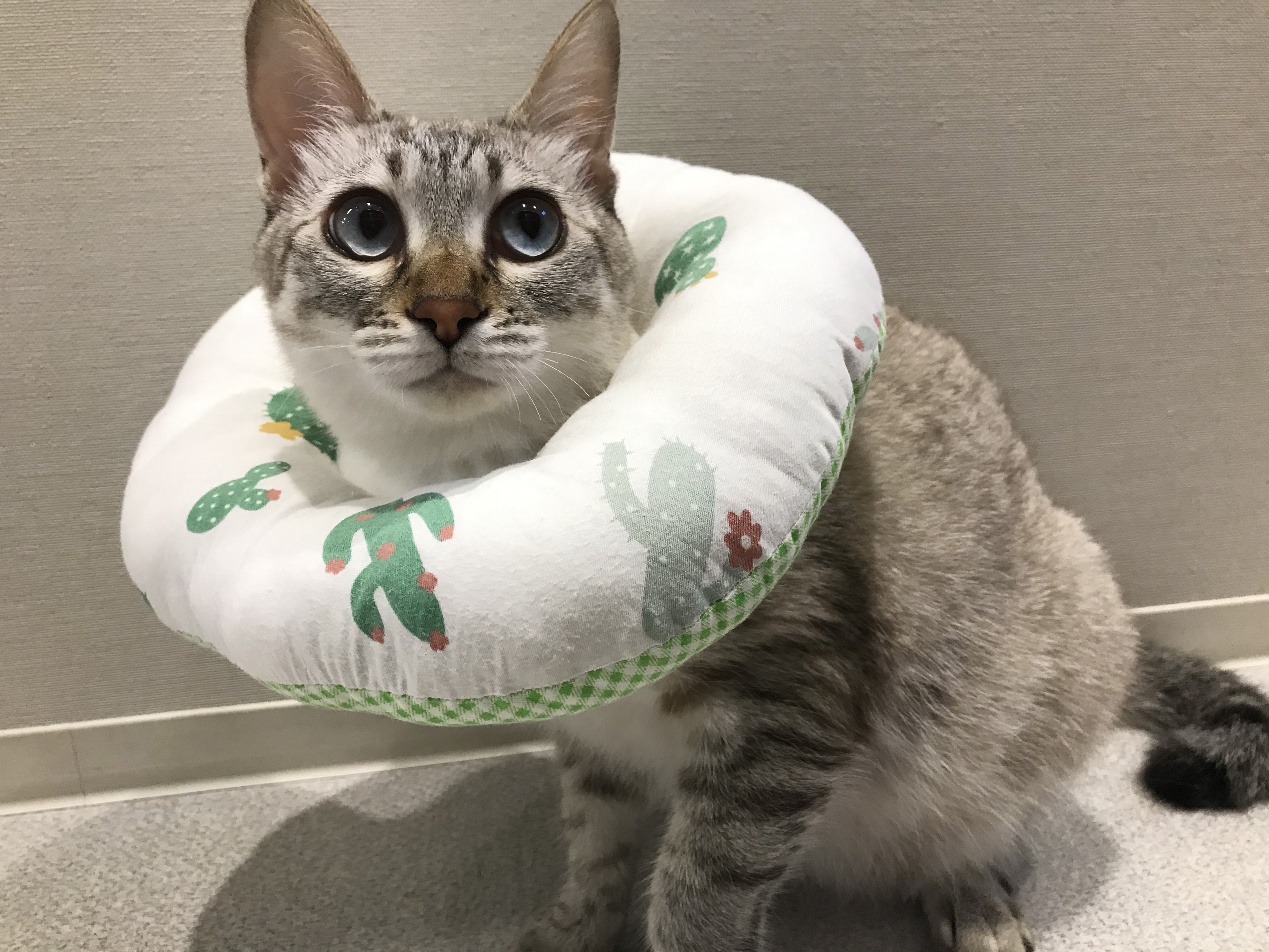 ふわふわクッションのエリザベスカラーをつけている猫