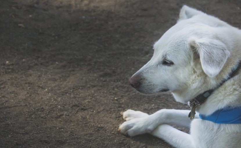 腕を組んでいる白い犬