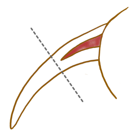 猫の爪切りのイラスト