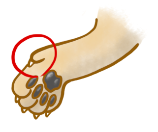 犬の狼爪のイラスト