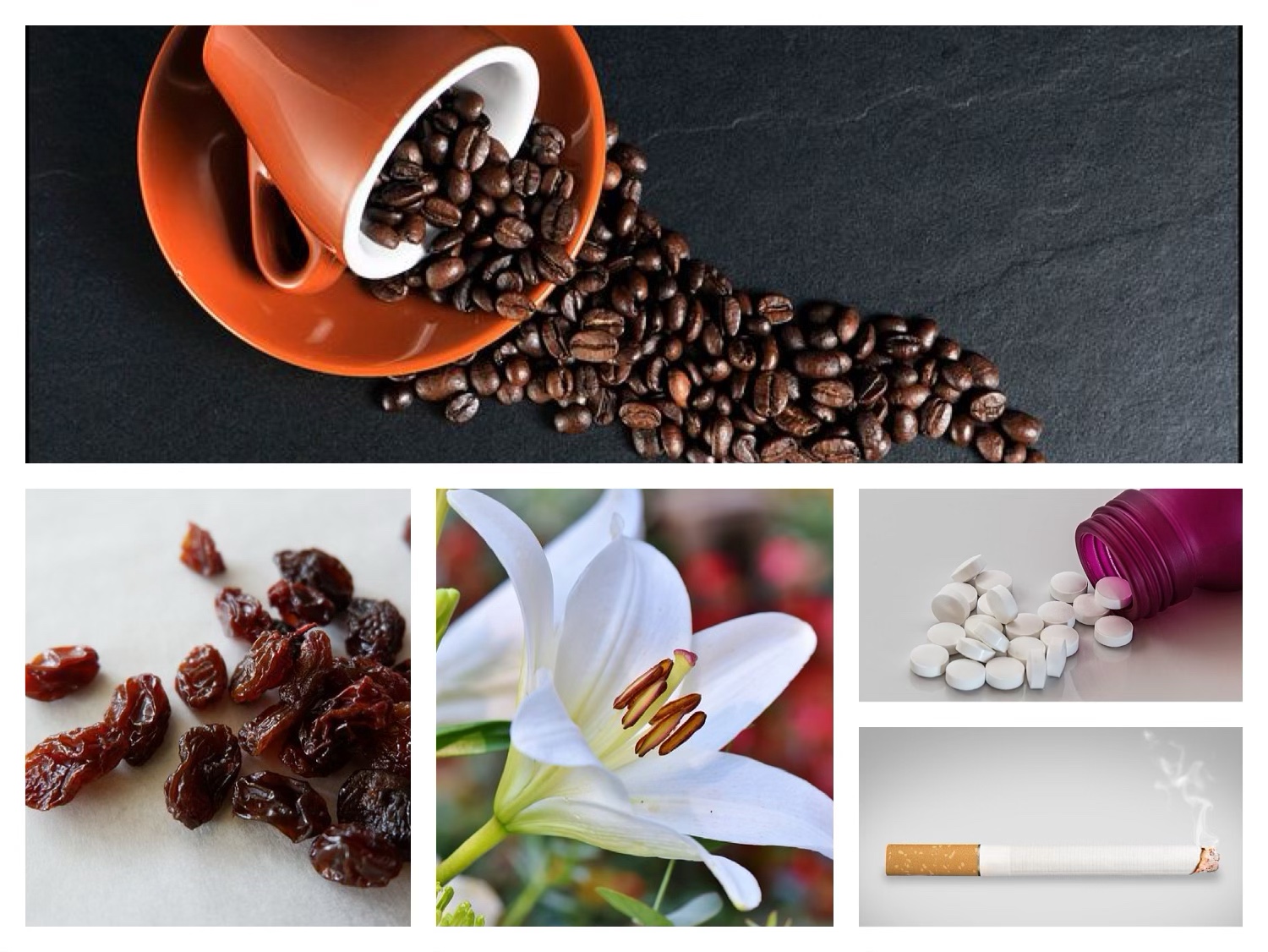 コーヒー類、キシリトール、ぶどう、レーズン、タバコ、ヒト用の解熱鎮痛剤、スズラン、ユリ など