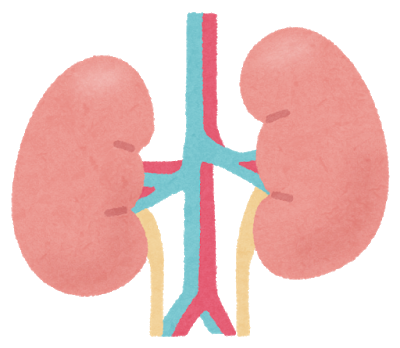 腎臓のイラスト