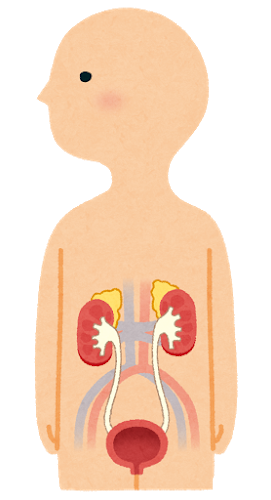 泌尿器のイラスト