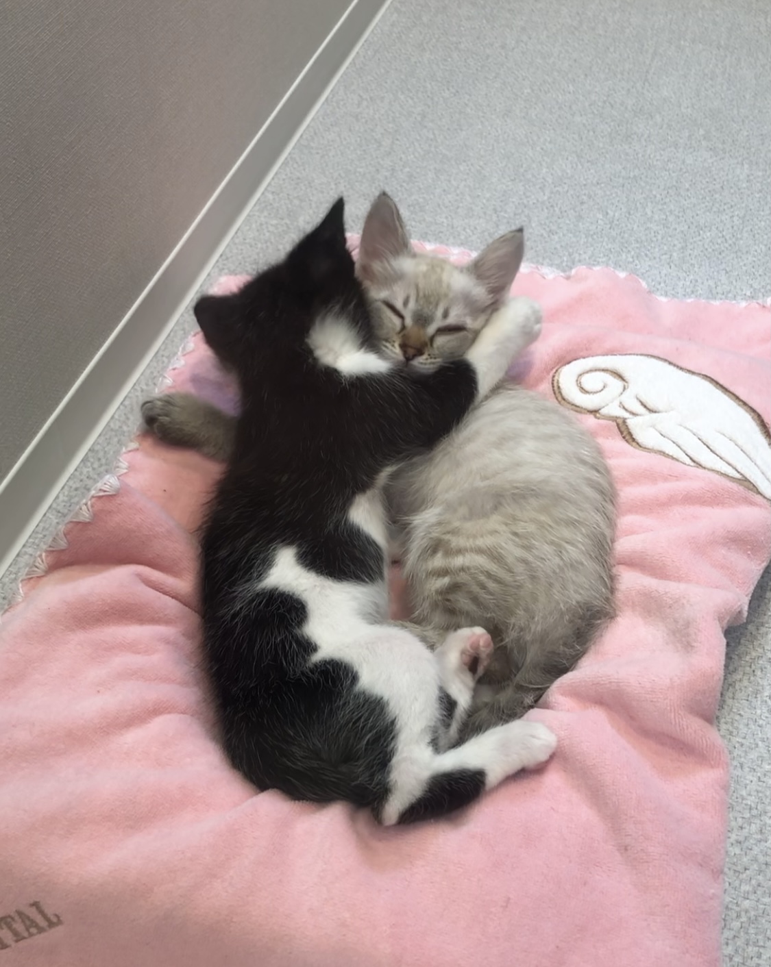 抱き合っている猫