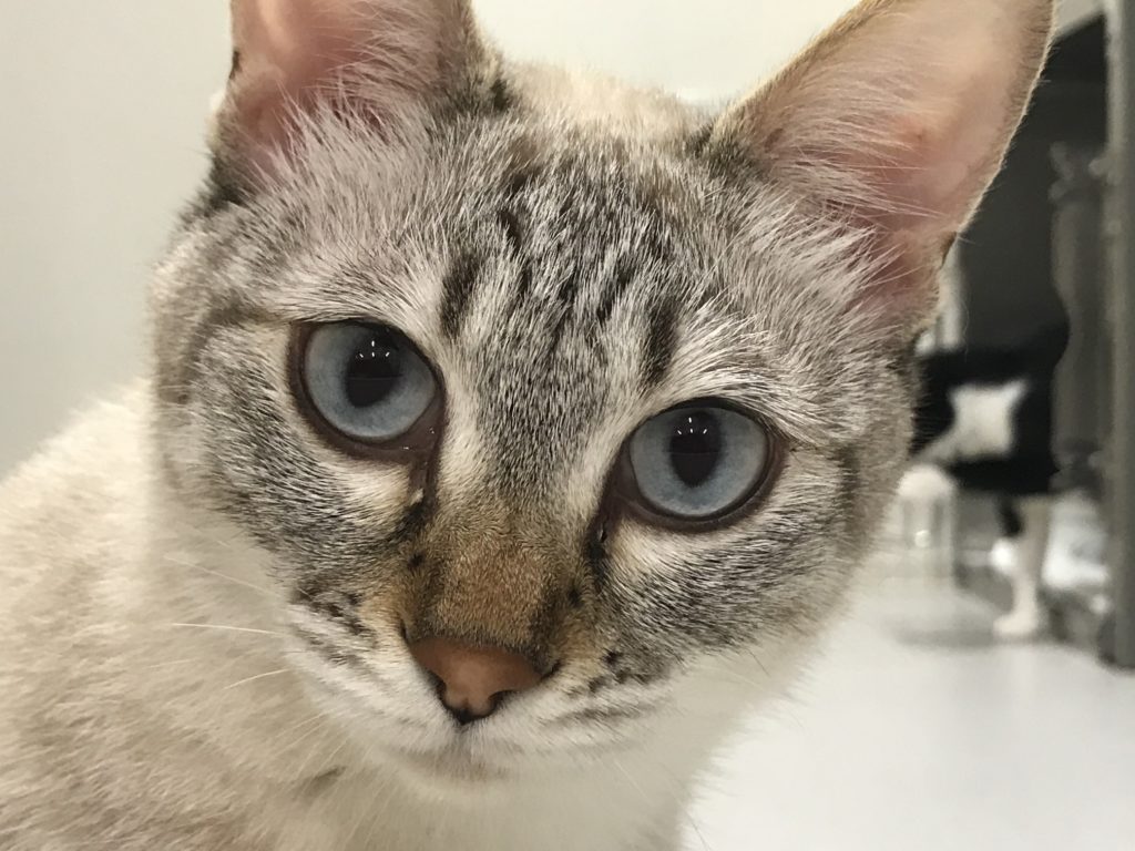 こっちをみている猫