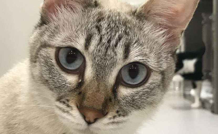 こっちをみている猫