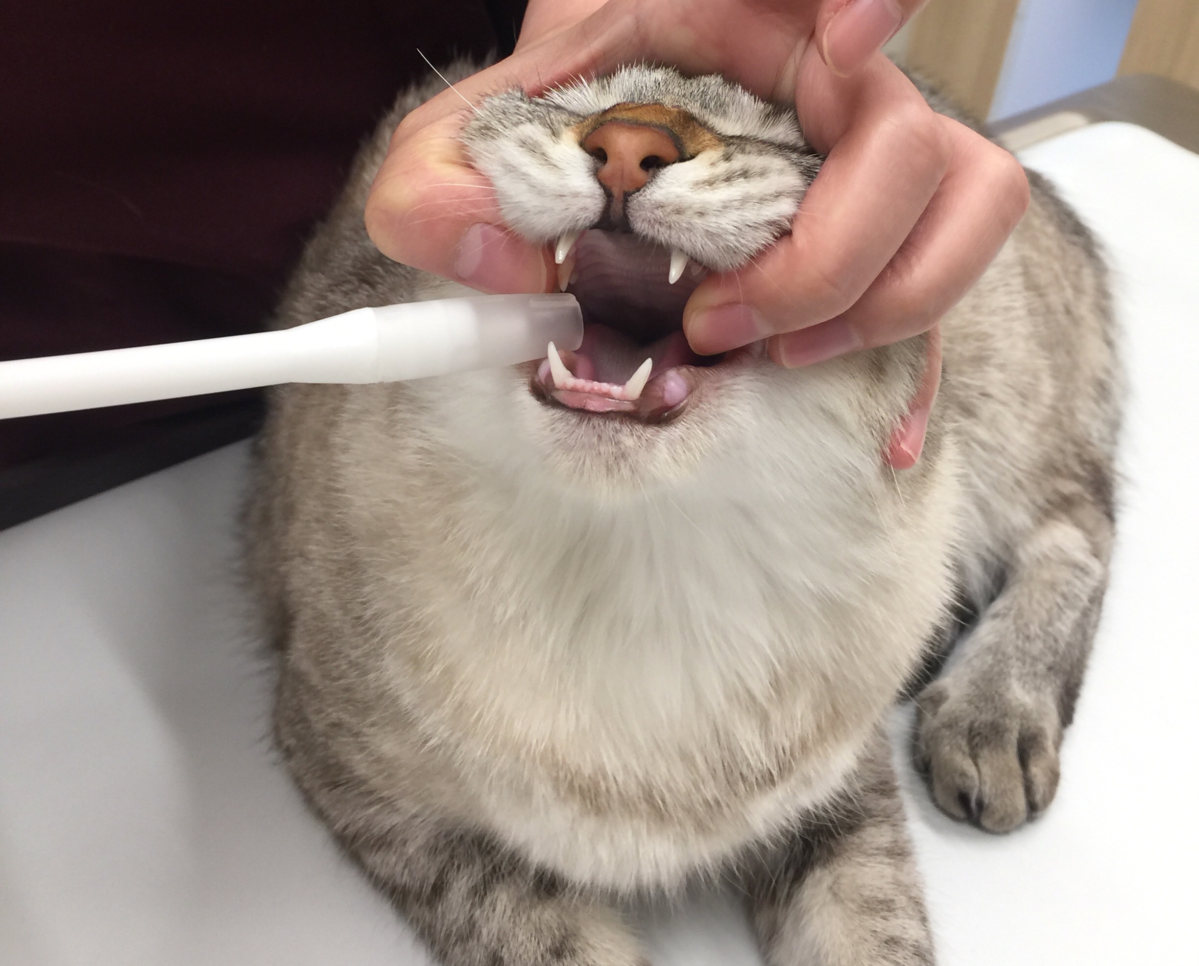 投薬器を使われる猫