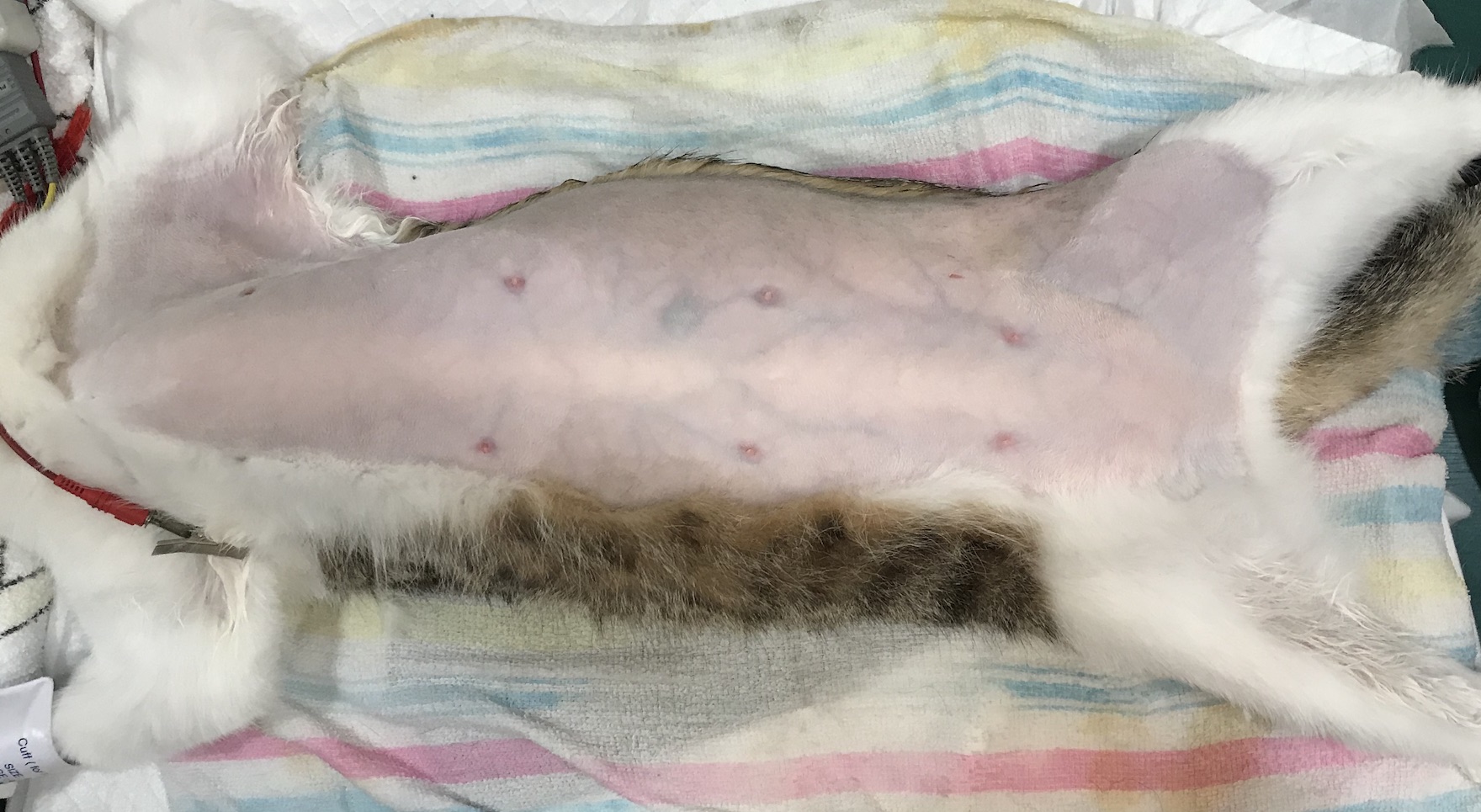 乳腺腫瘍の手術前の様子