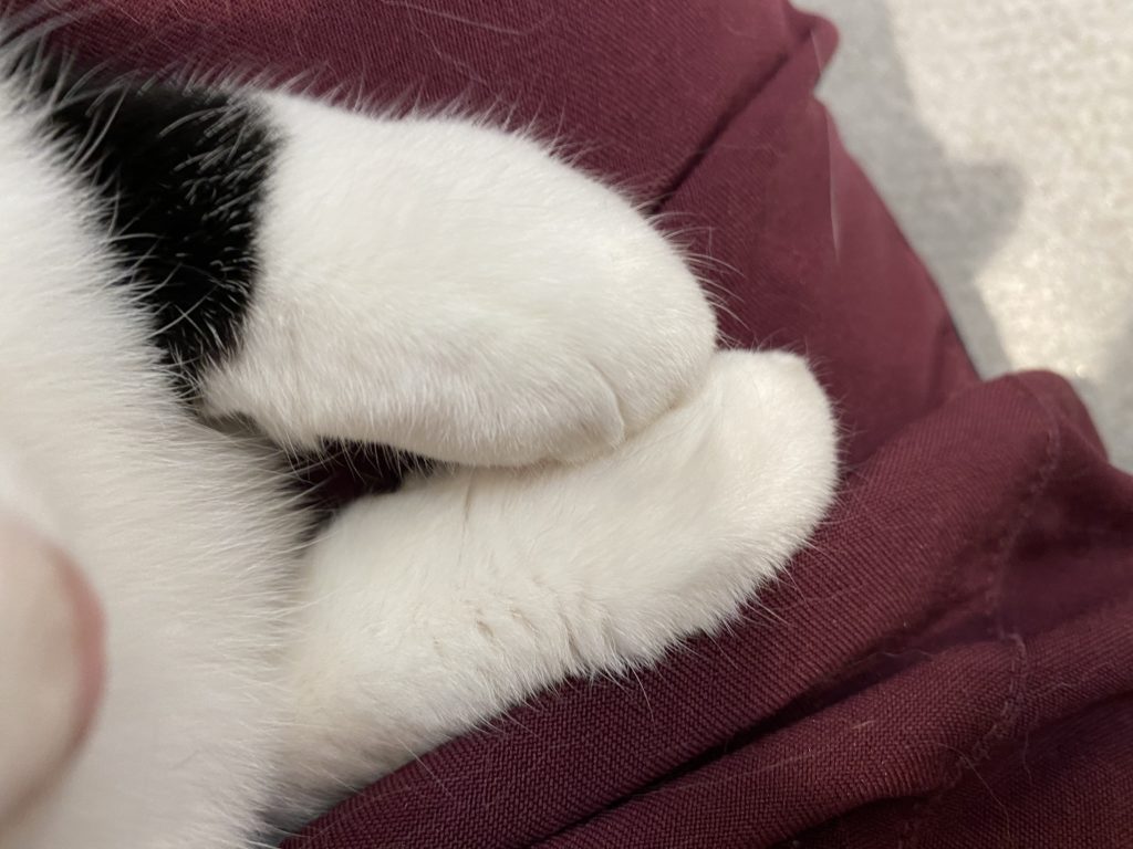 白黒猫の足先