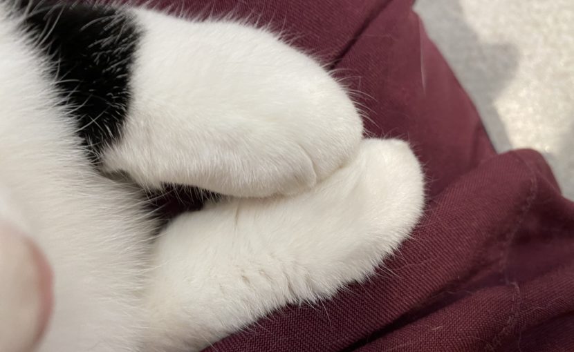 白黒猫の足先