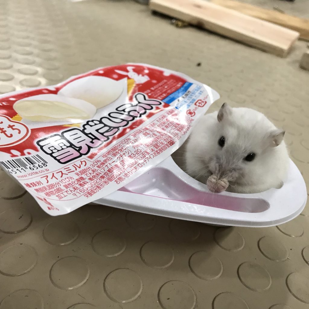 雪見だいふくに入っているハムスター