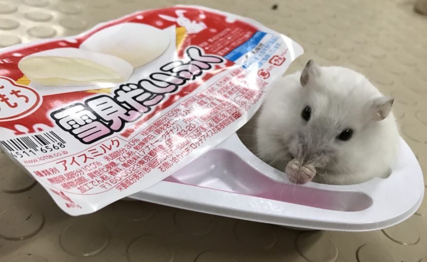 雪見だいふくに入っているハムスター