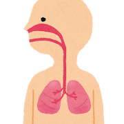 人の呼吸器のイラスト