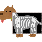 犬のレントゲン