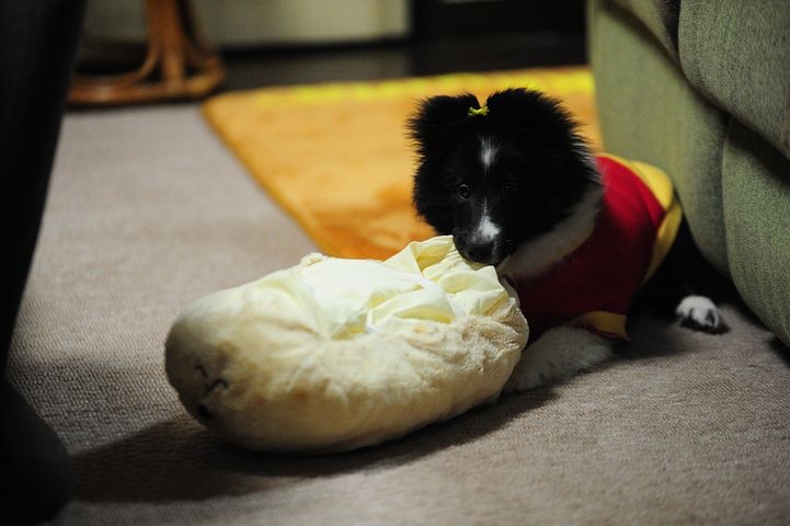 ボーダーコリーの子犬