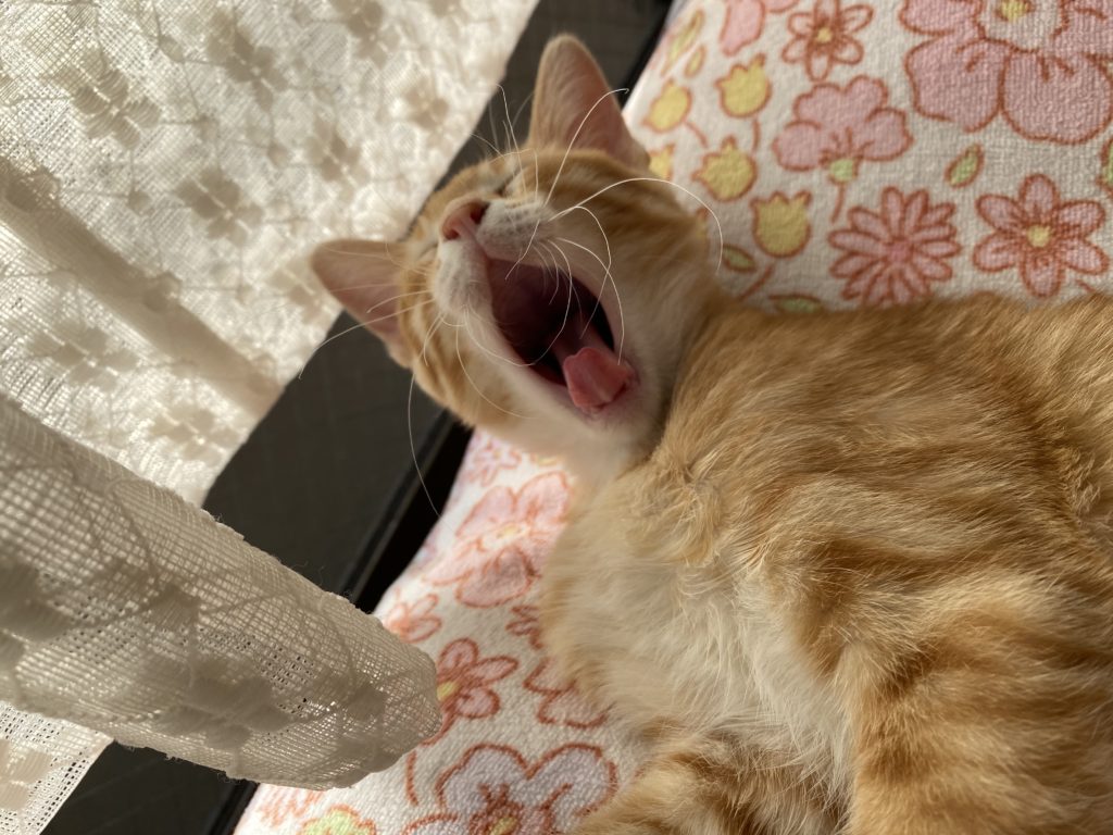 あくびしている茶トラの猫