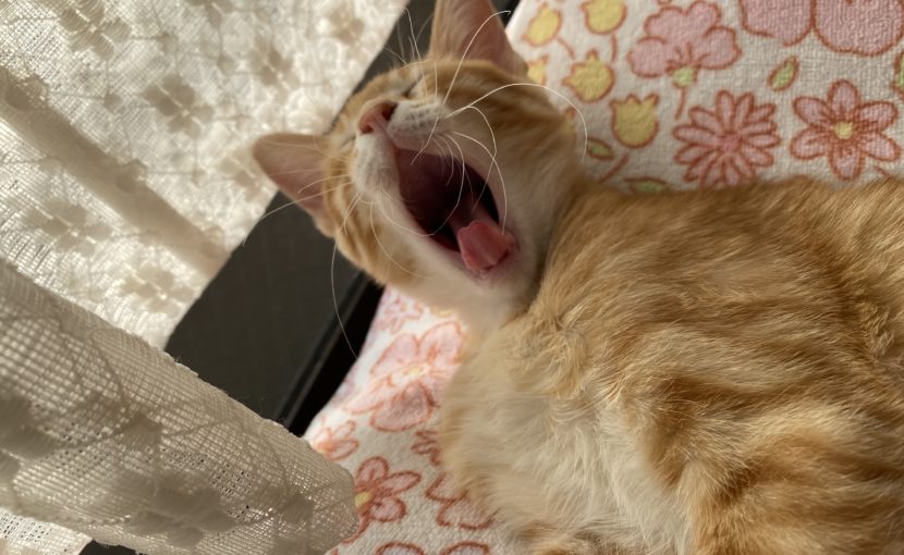 あくびしている茶トラの猫