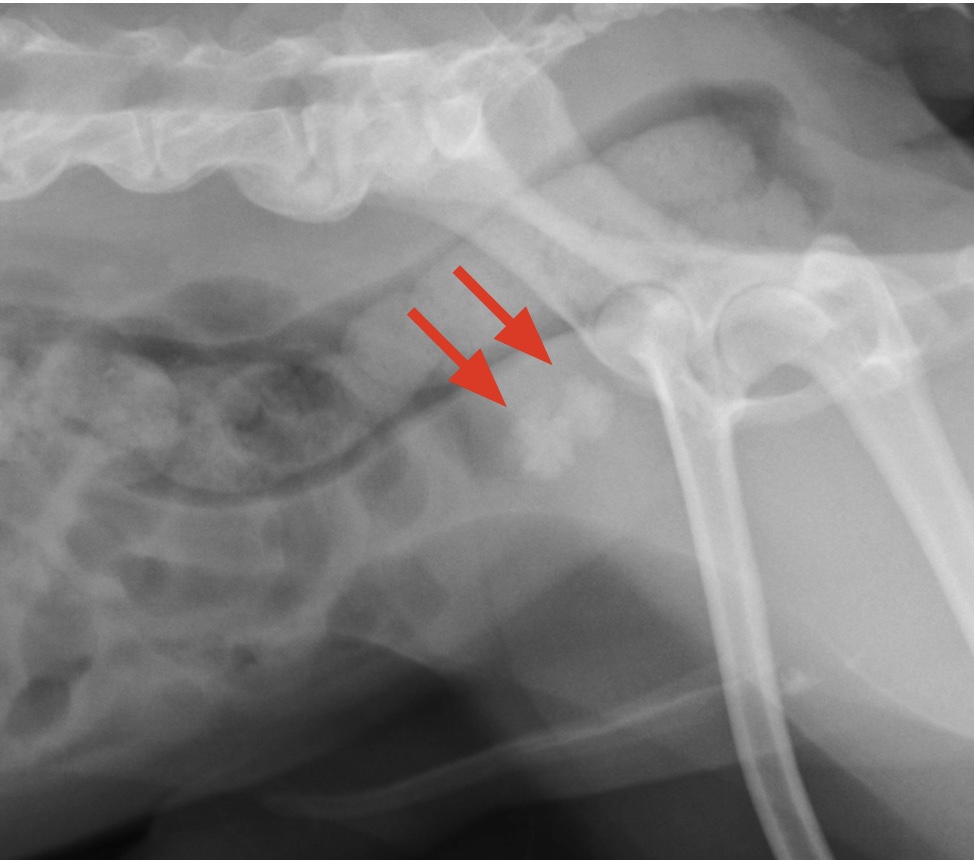 膀胱結石のレントゲン画像