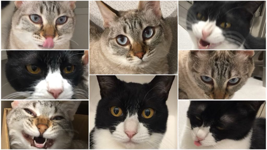 猫たちの顔の画像