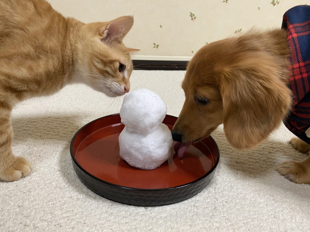 雪だるまを見ている犬と猫