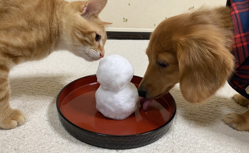 雪だるまを見ている犬と猫
