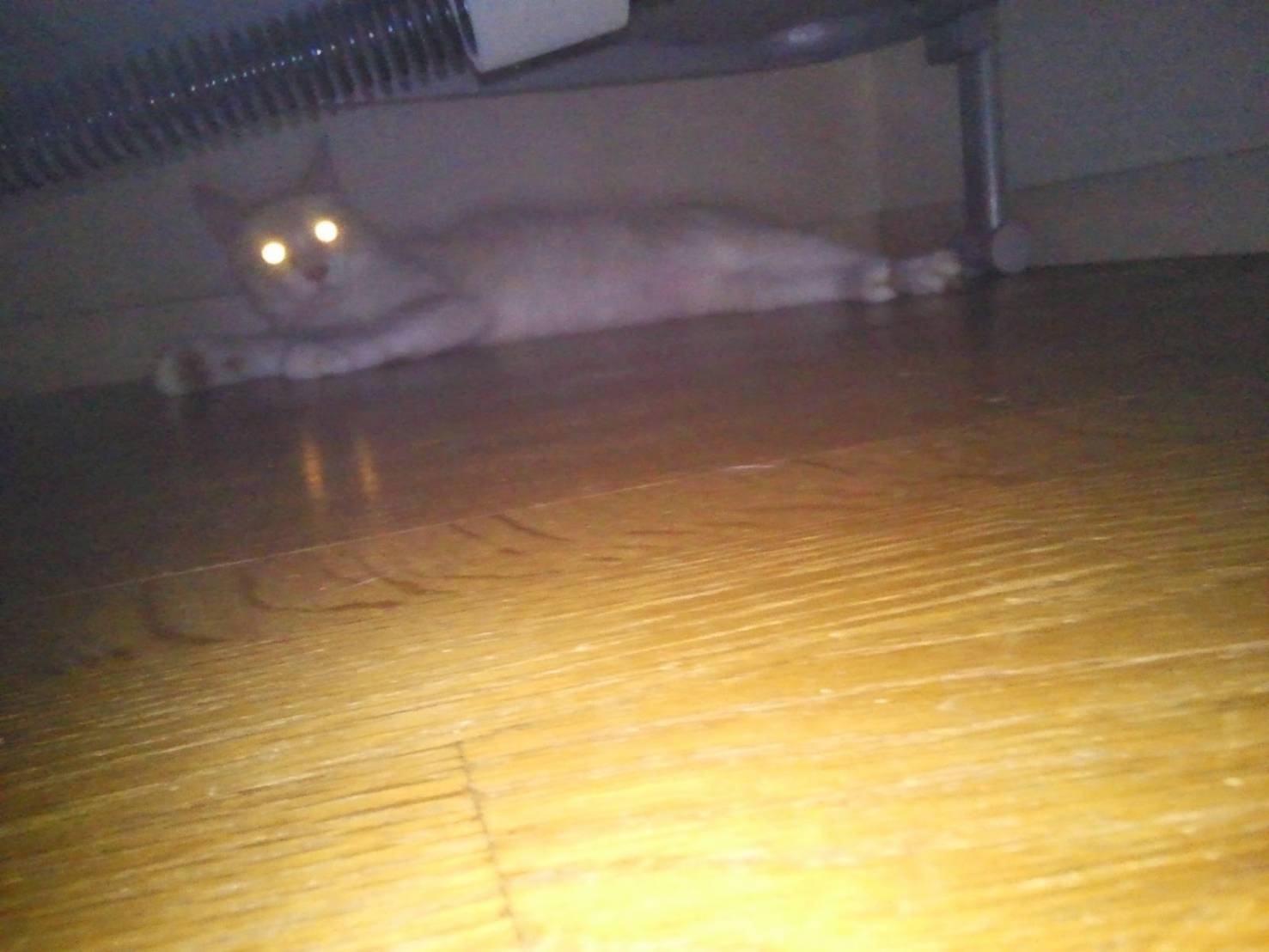 目が光っている猫