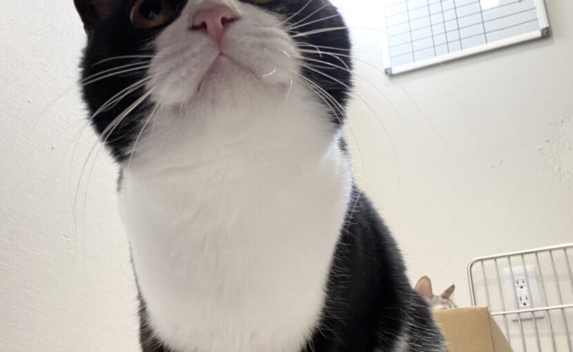 下から見た白黒猫