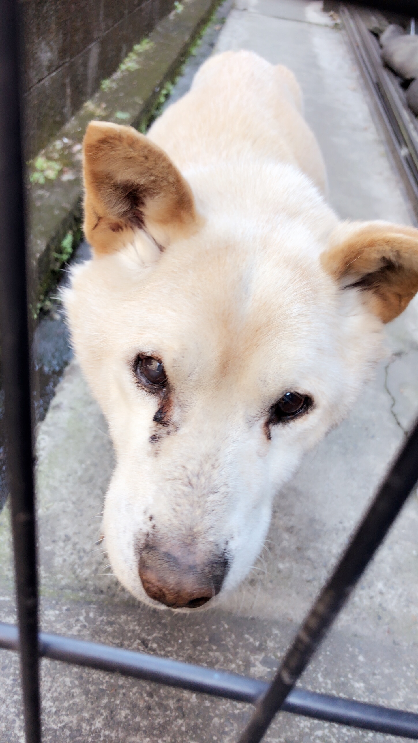 檻の隙間から見えている白い老犬