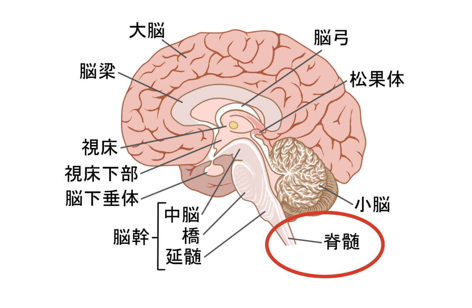 脳の構造（脊髄）