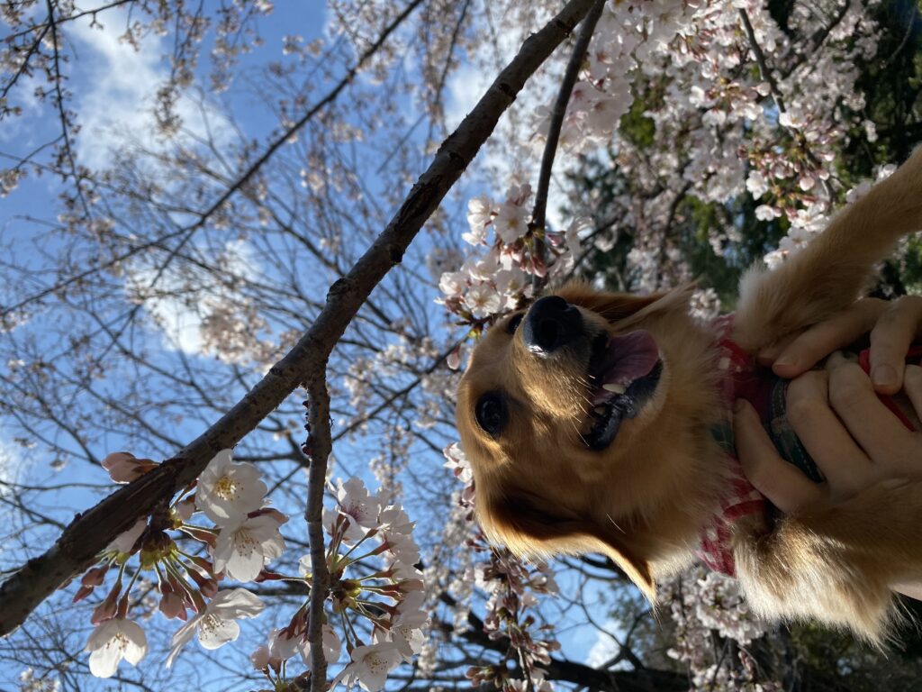 桜の下のミニチュアダックスフンド