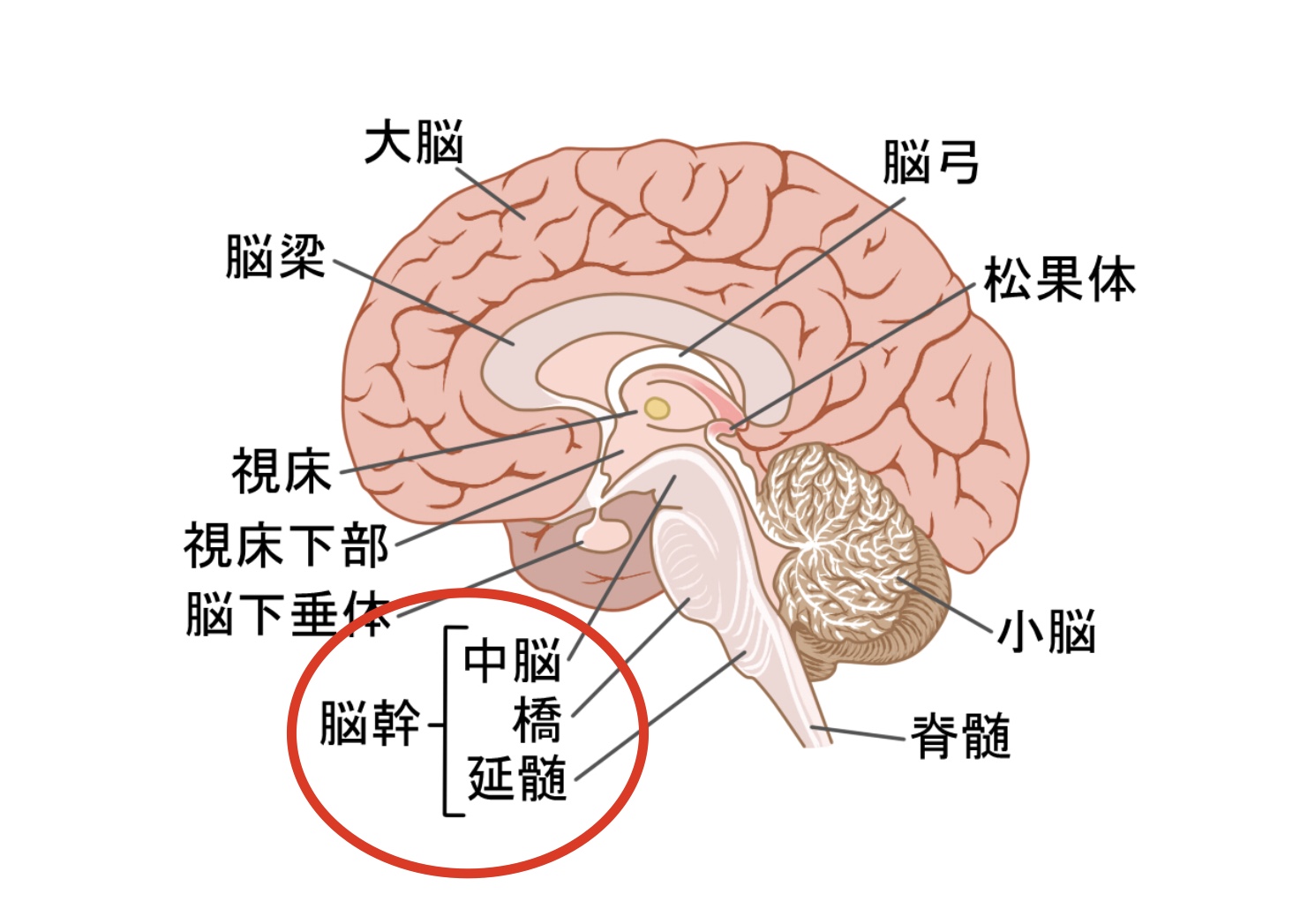 脳の構造（脳幹）