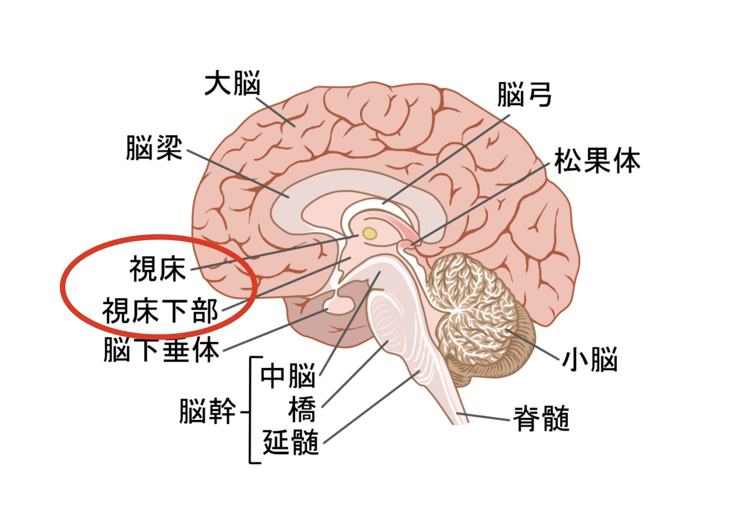 脳の構造（視床、視床下部）
