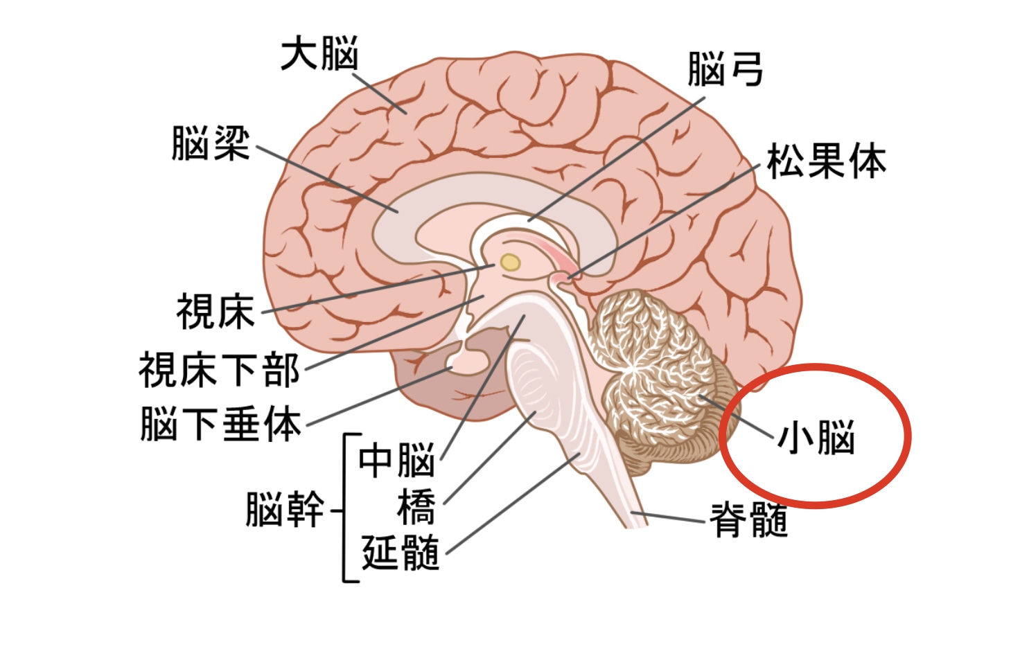 脳の構造（小脳）
