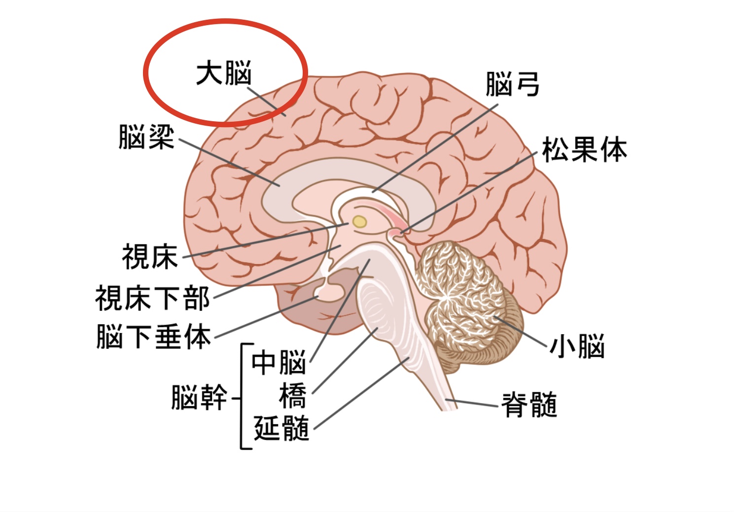 脳の構造（大脳）