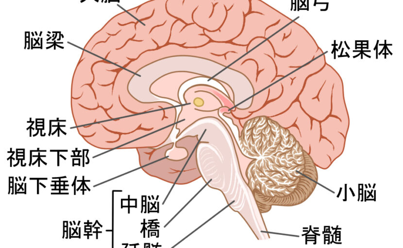 脳の構造