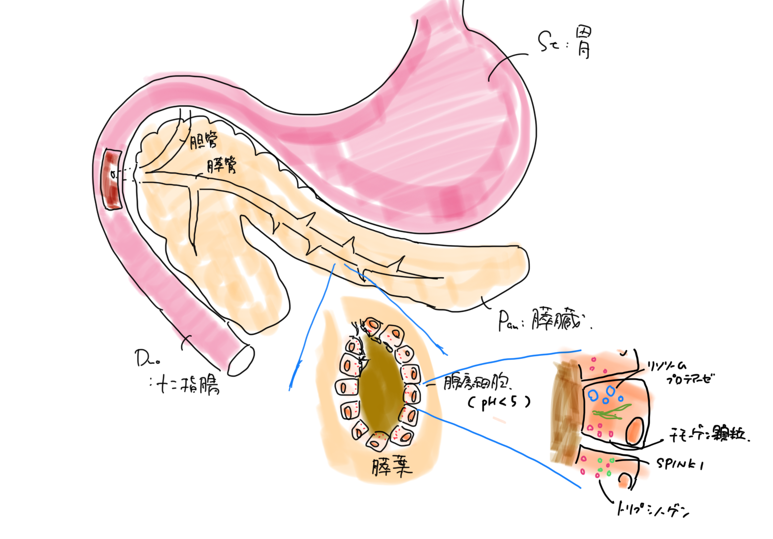 胃、十二指腸、膵臓の構造