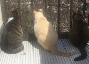 3匹の猫の後ろ姿