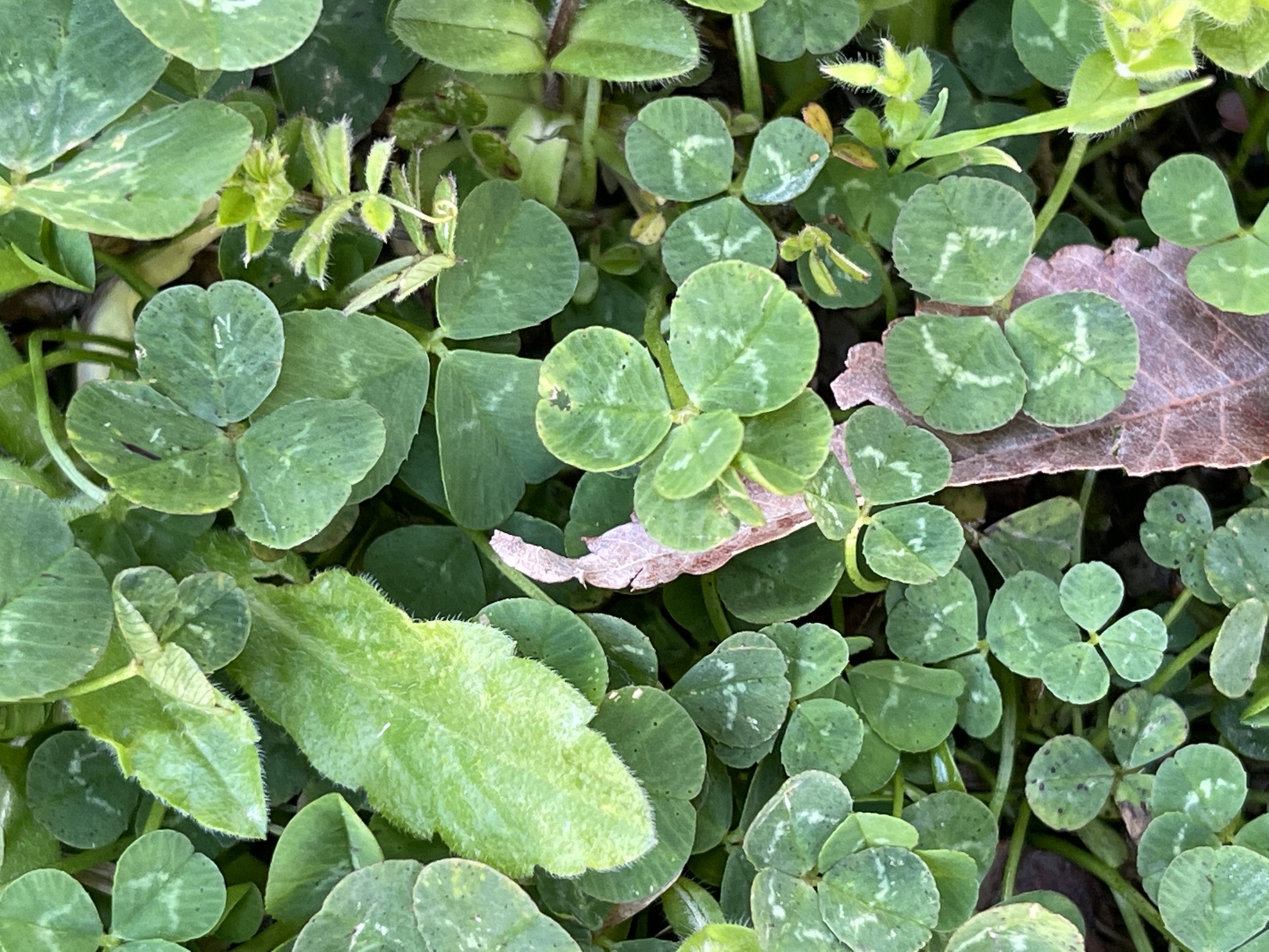 5つ葉のクローバー