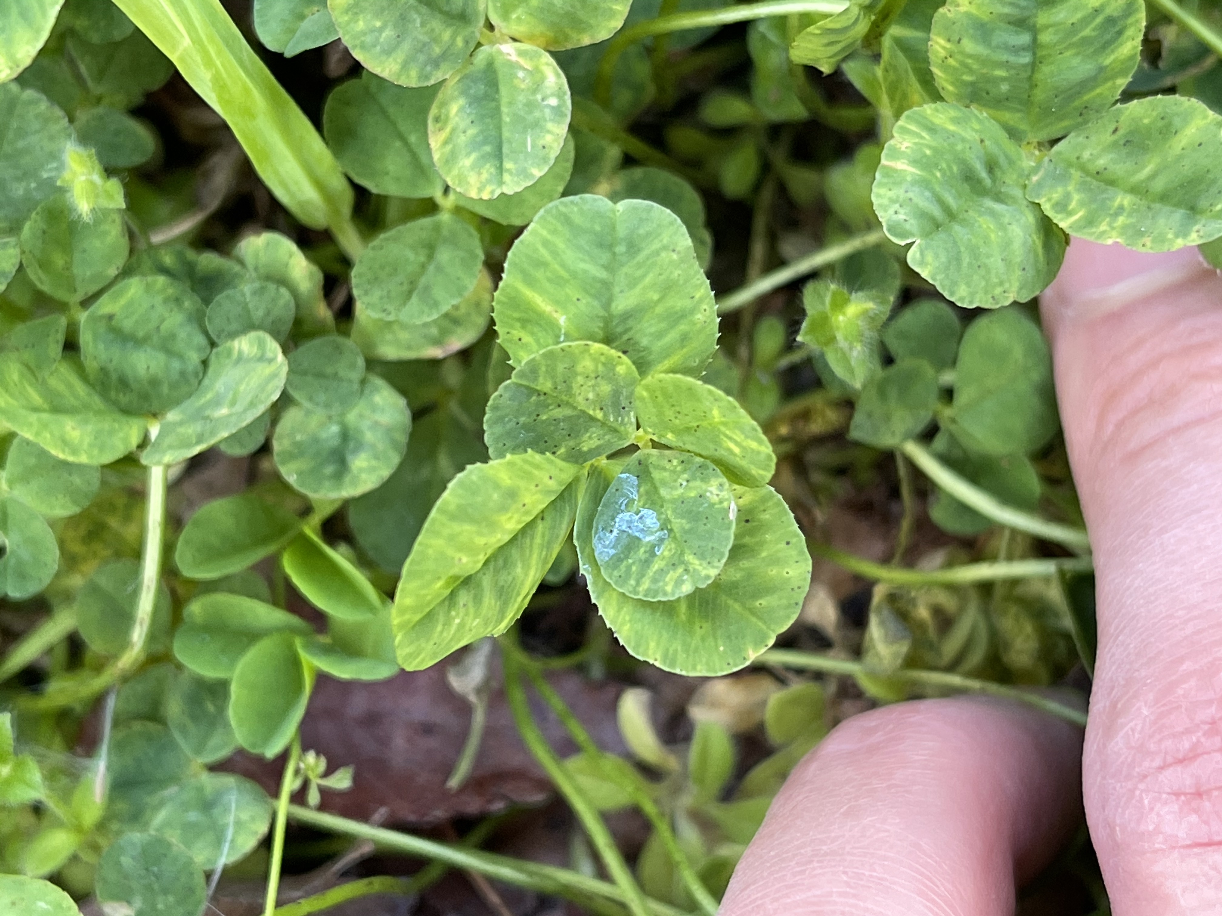 6つ葉のクローバー