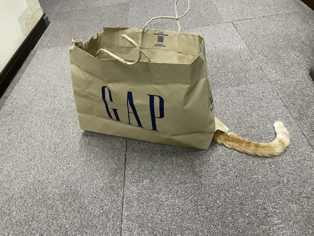 GAPの袋に入っている猫
