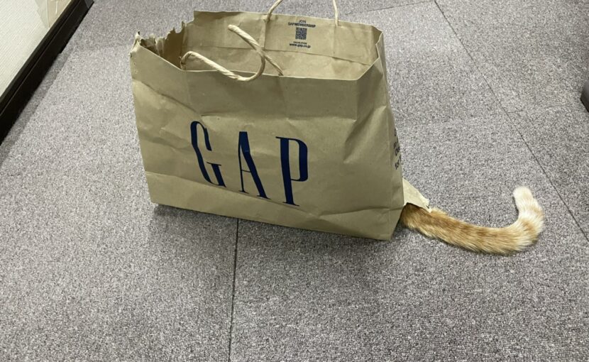 GAPの袋に入っている猫