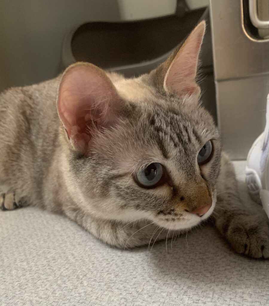 何かを覗いている猫