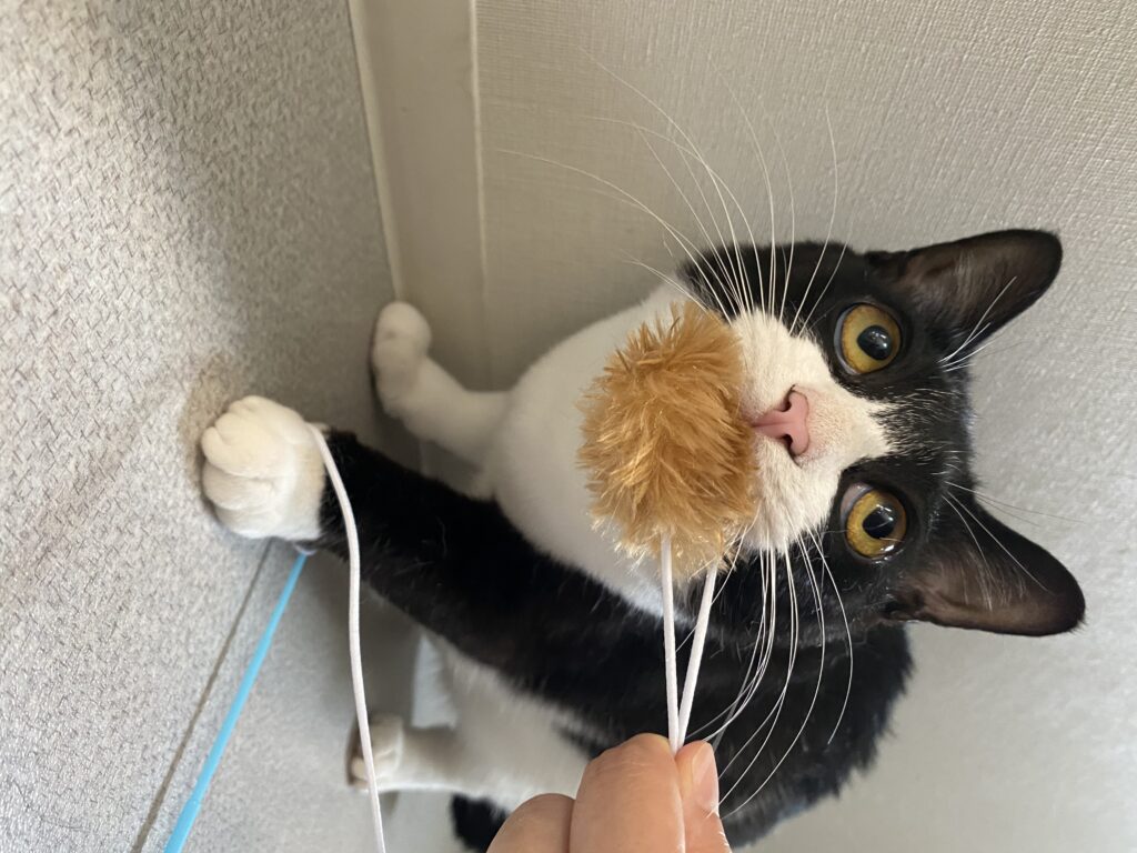 おもちゃを咥えている白黒猫