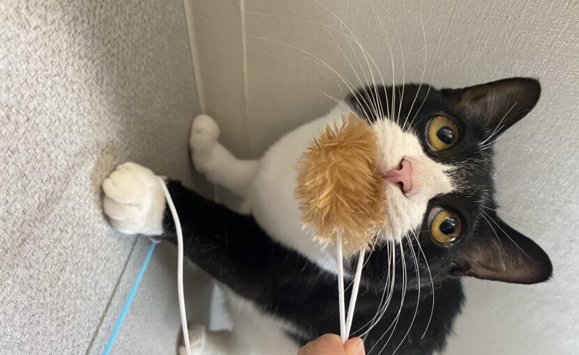 おもちゃを咥えている白黒猫