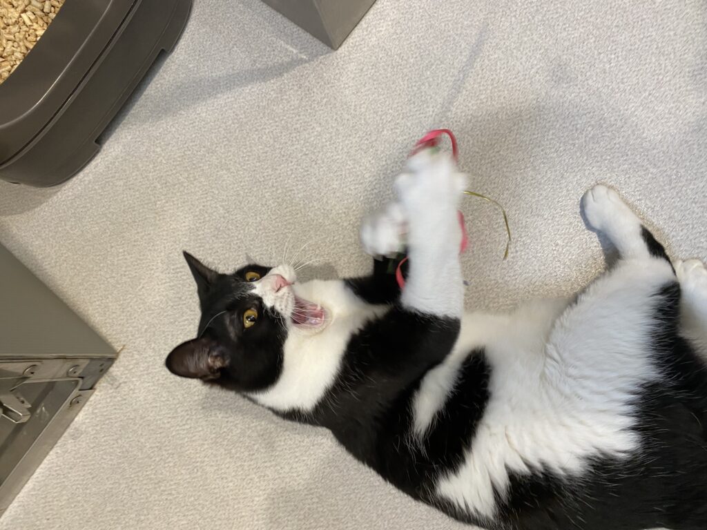 おもちゃで遊ぶ白黒猫