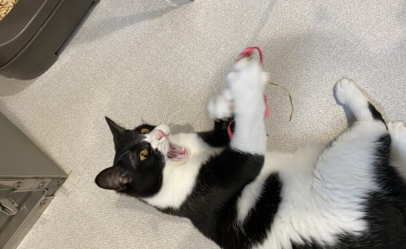 おもちゃで遊ぶ白黒猫